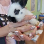 phoca_thumb_m_krlci a zajci 5 Fotogalerie
